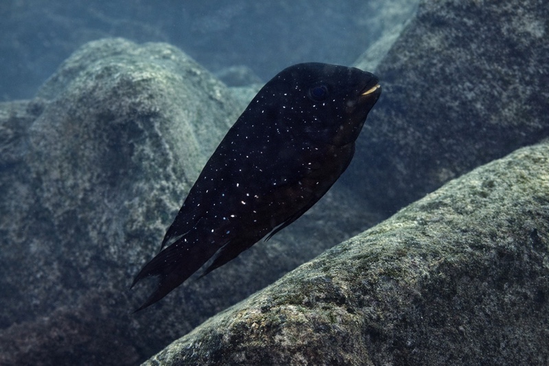 Petrochromis trewavasae 'Katete'